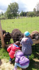 Laure, Lina et Théo donnent à mangés aux moutons 